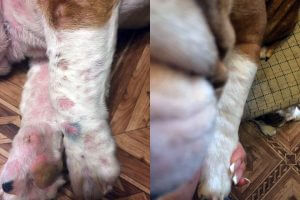 Результаты лечения клещей у собаки